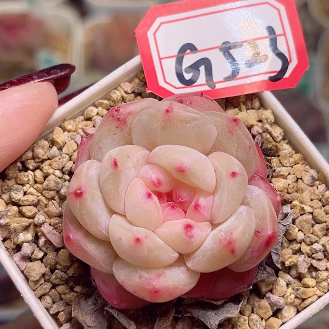 G523一物一拍 酥糖