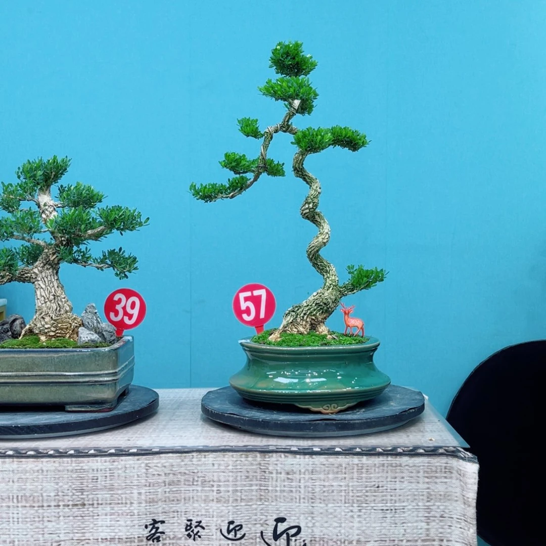 以实际为准精品黄杨老桩