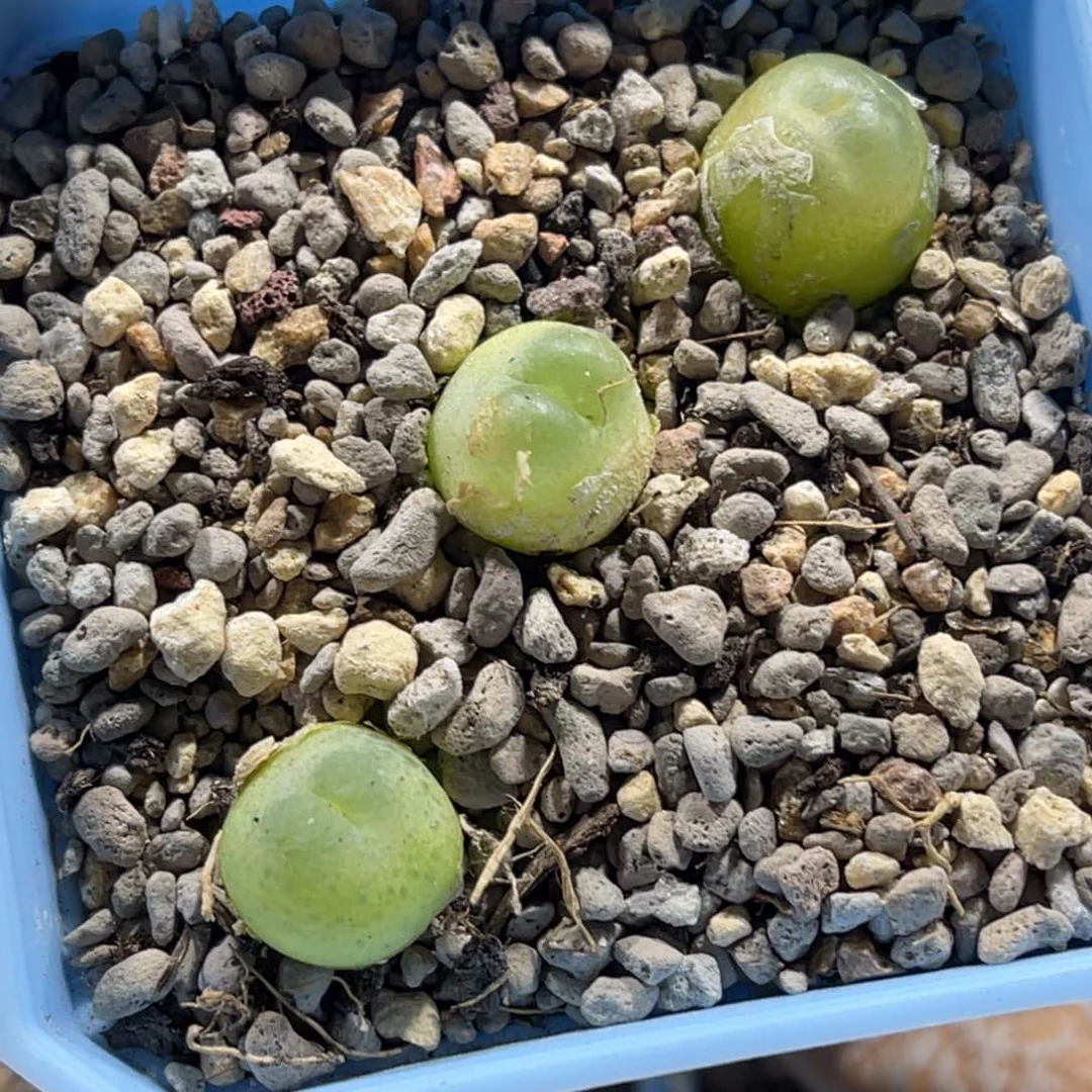 7727拉登3颗尺寸1.2