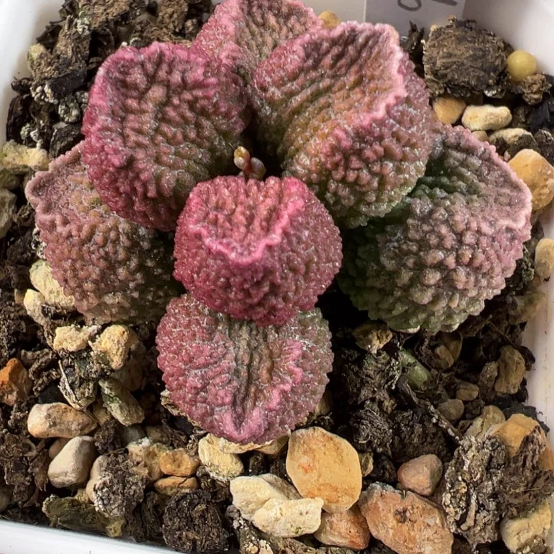 实生新品多肉植物水泡