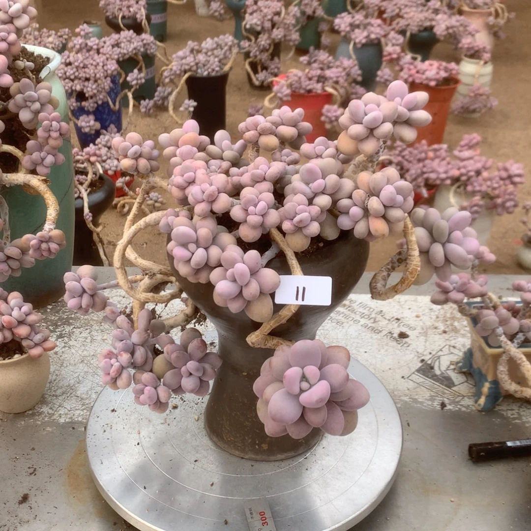 桃蛋老桩不带盆11号