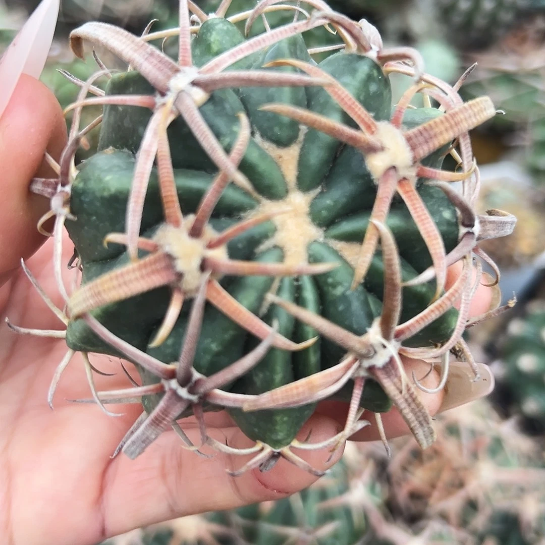 武藏林波 有根仙人球66666666