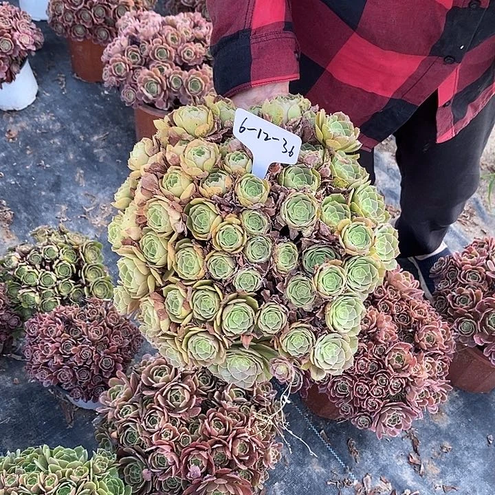 12.36
