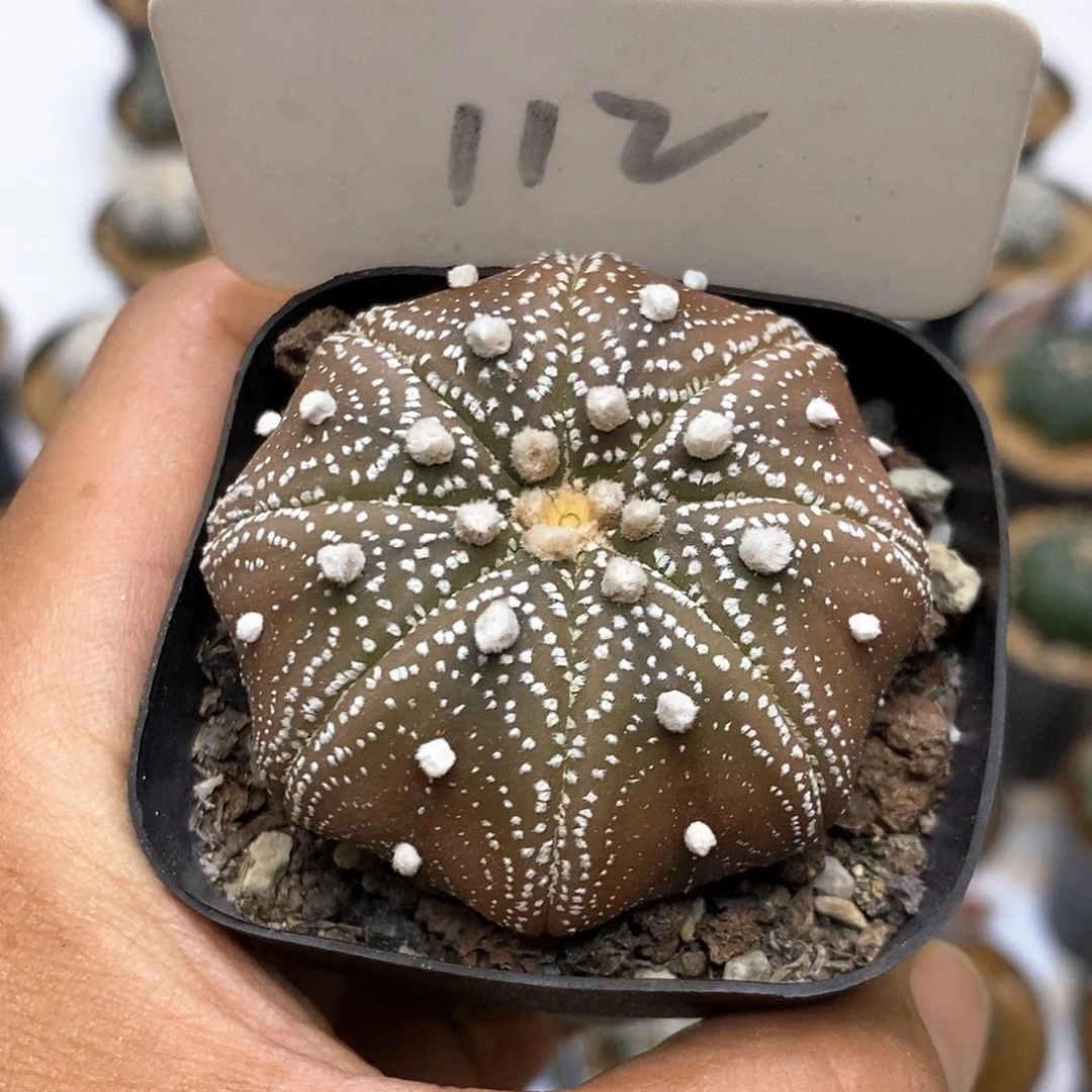 112福利特价特价咯