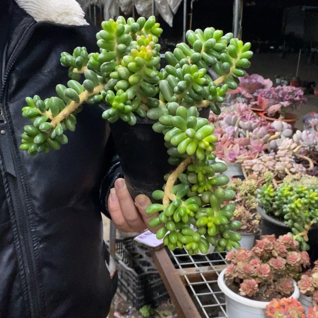 绿龟卵整桩无砍老桩