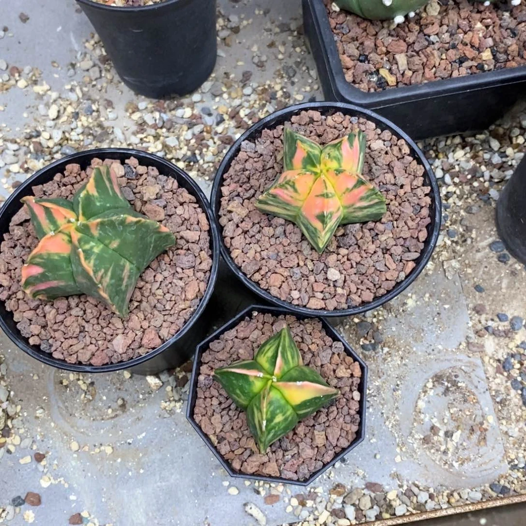 良**锦仙人球的世界里有