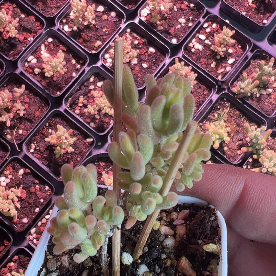 白闪光老桩精品灯养55杯上色