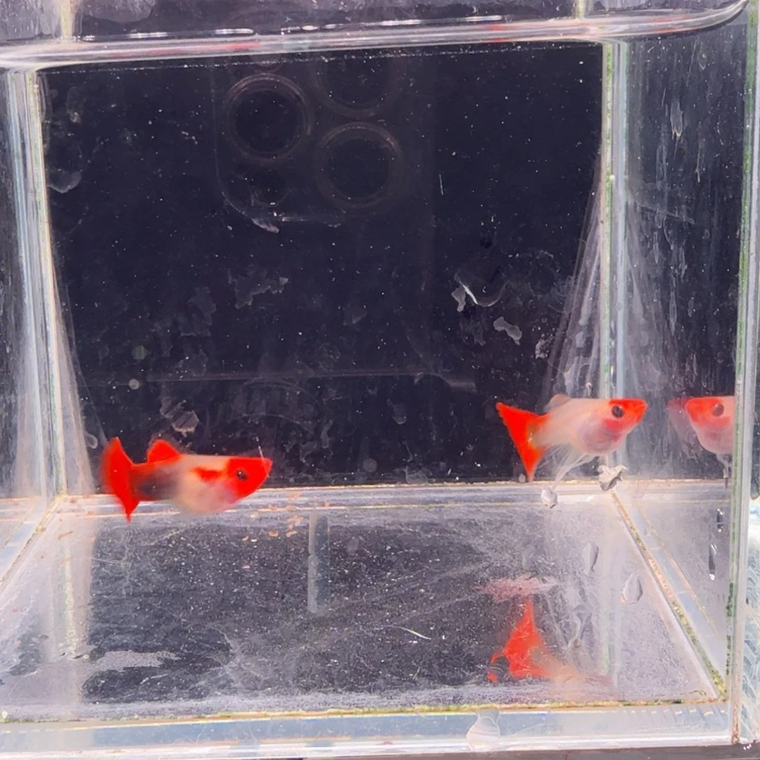 孔雀鱼深海蓝玻璃猫缎带1对