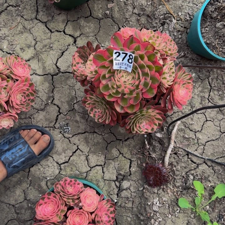 荔枝花27-50包邮花花