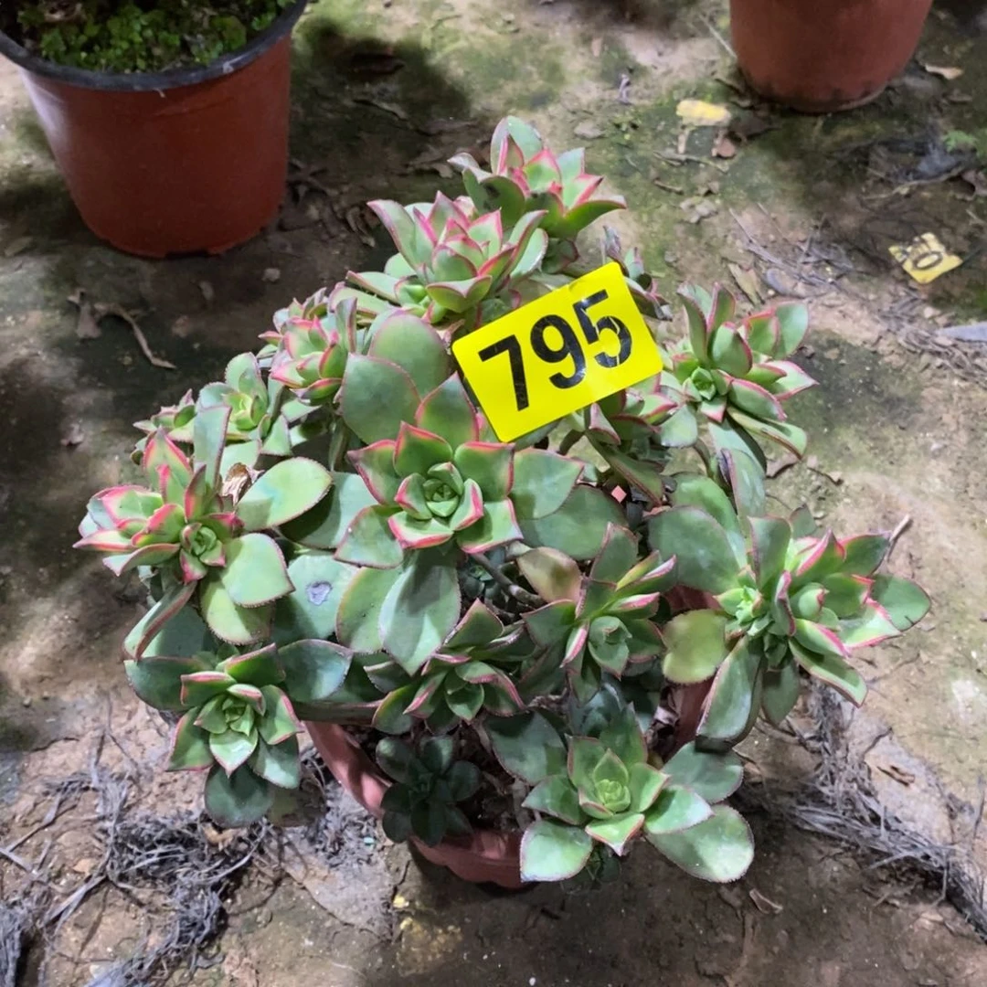 艳日辉多肉法师795