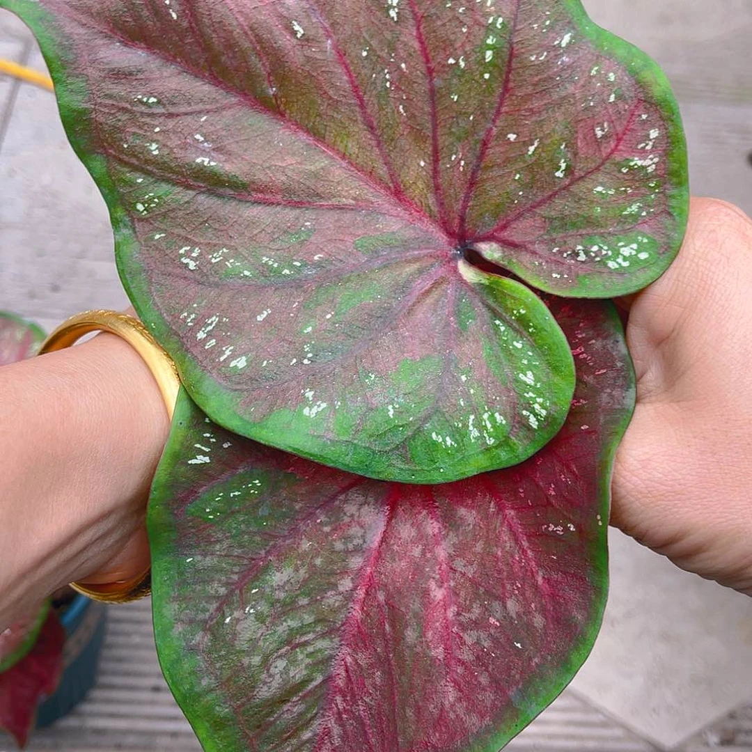 完全开放泰彩一物一拍2926