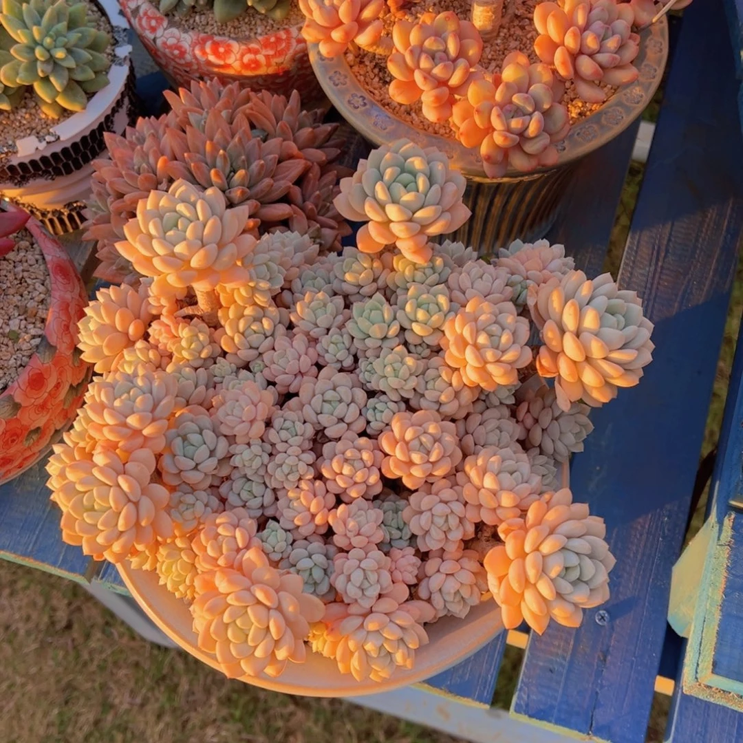 无花朵1111111111111