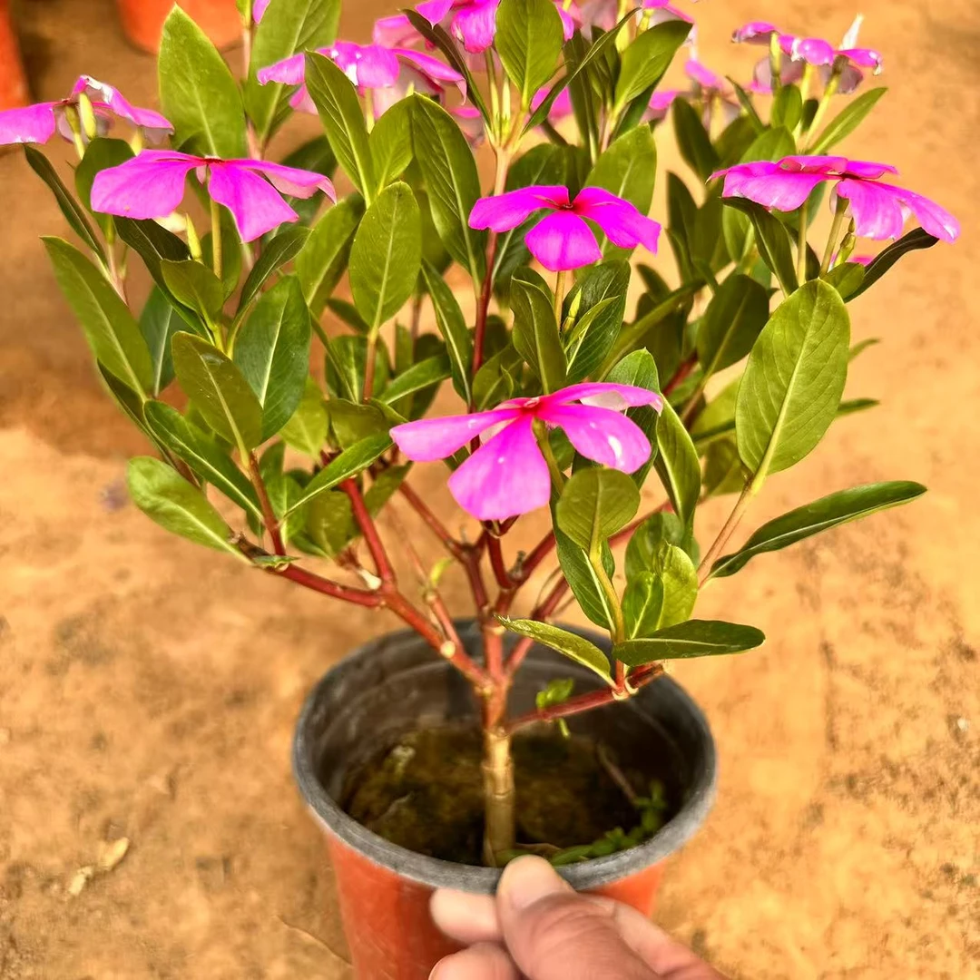 （到手两颗）精品花卉 天天开 木本 常年开花 双色盆 （收到先缓苗）