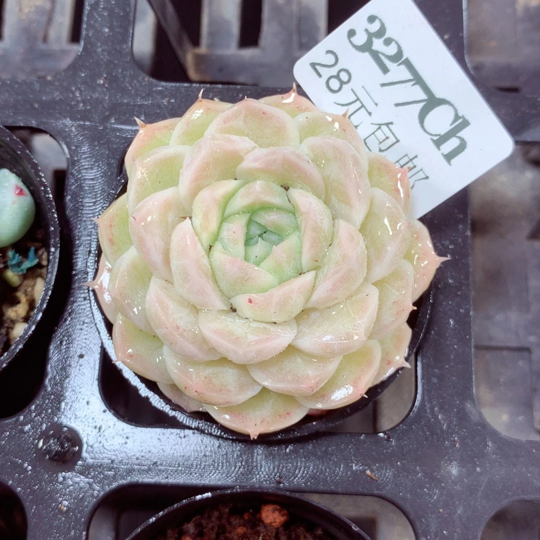 5厘米盆精控多肉3277