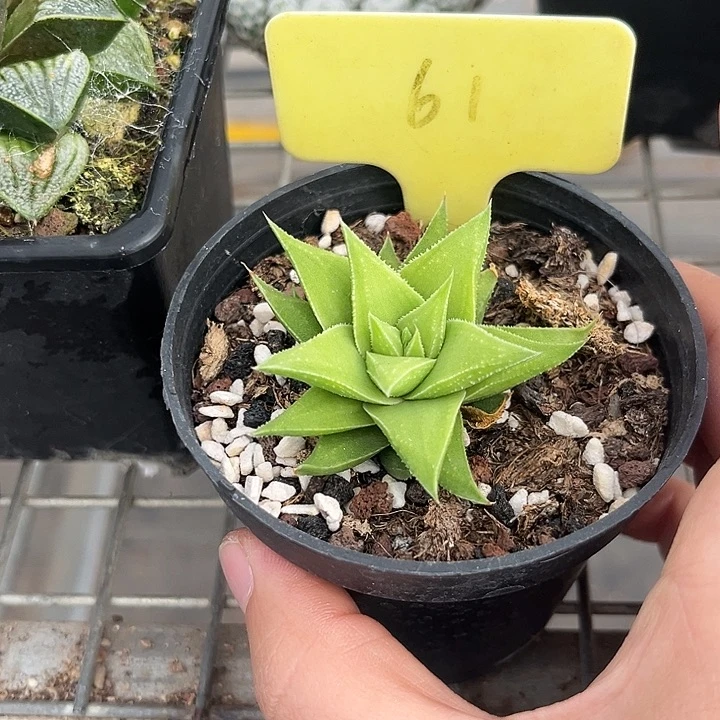 我也不知道我为什么要这样