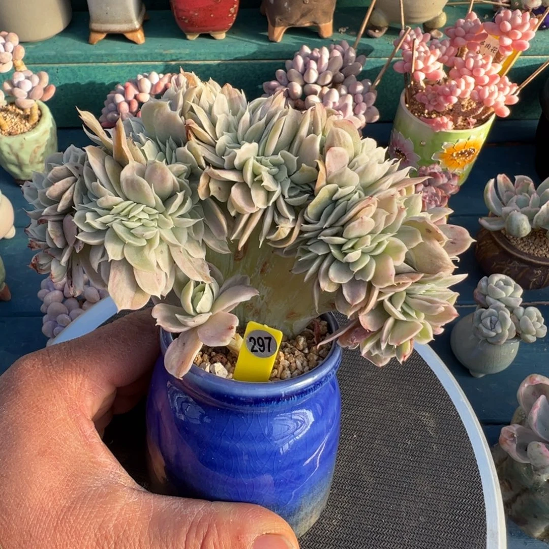 297号伯克利锦杂缀