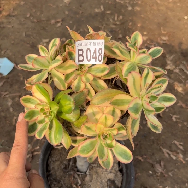 艳姿锦……多肉植物……