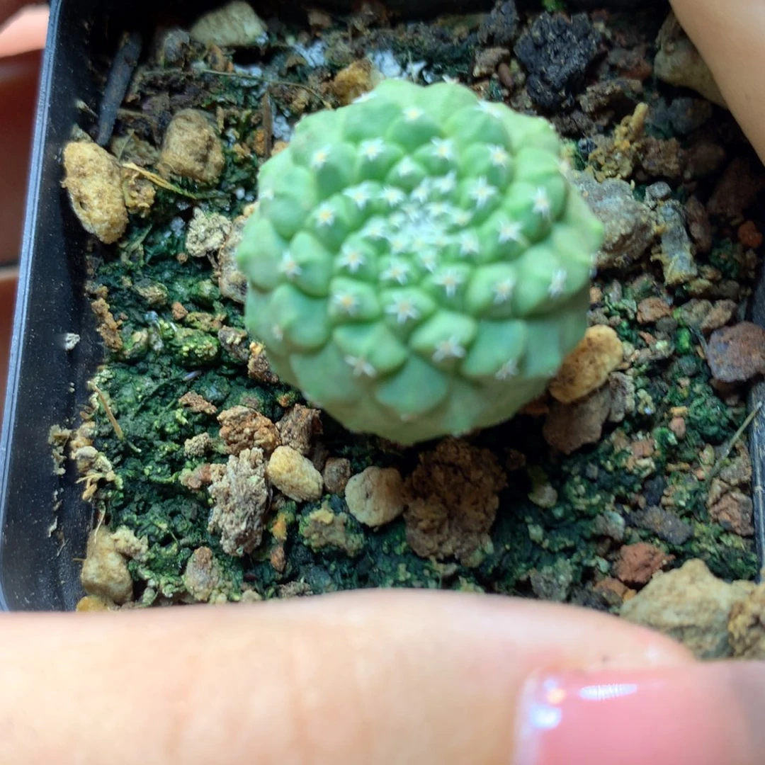 实生 菊水 2.1公分起发(带盆土发货)