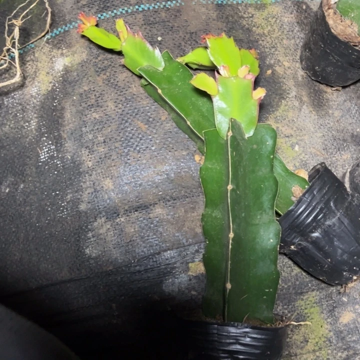 粉黛嫁接小苗一颗35