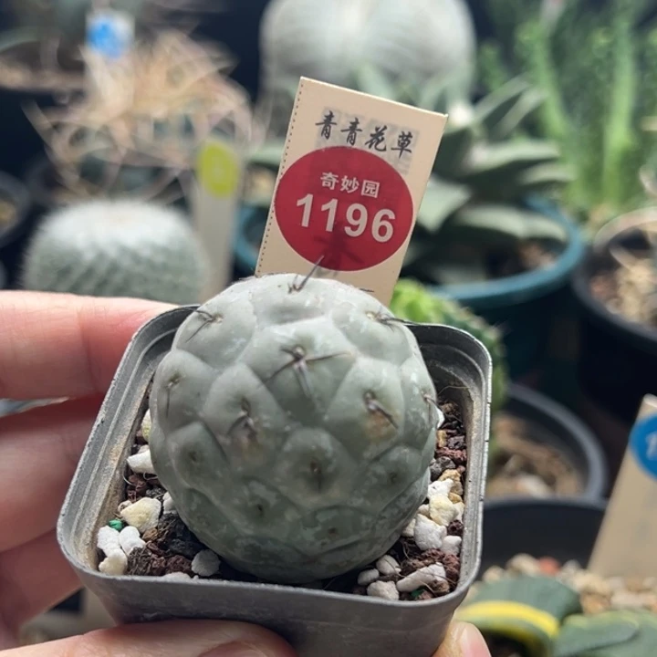 自根习志野3.8cm一棵仙人球