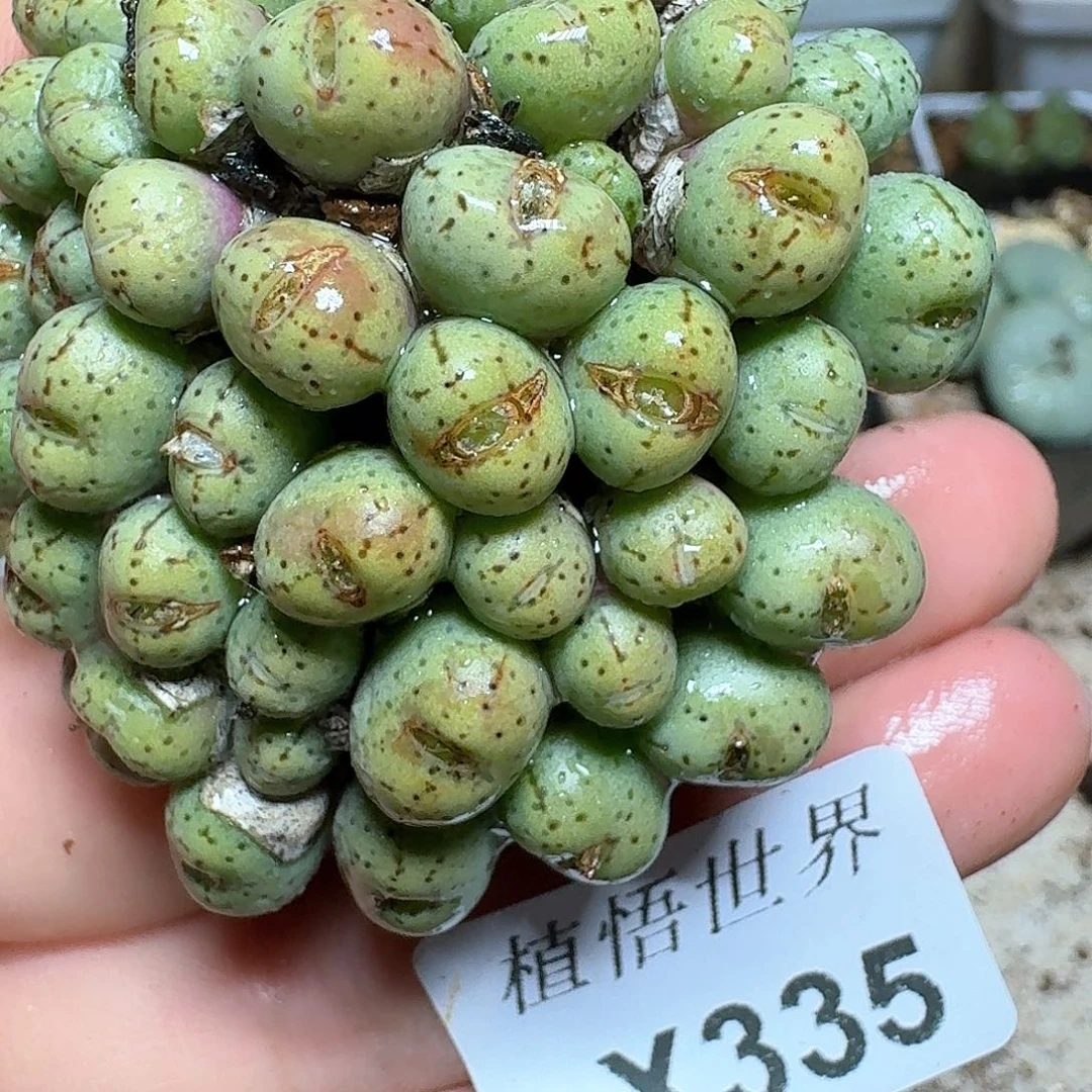 335号多肉植物哇f v g