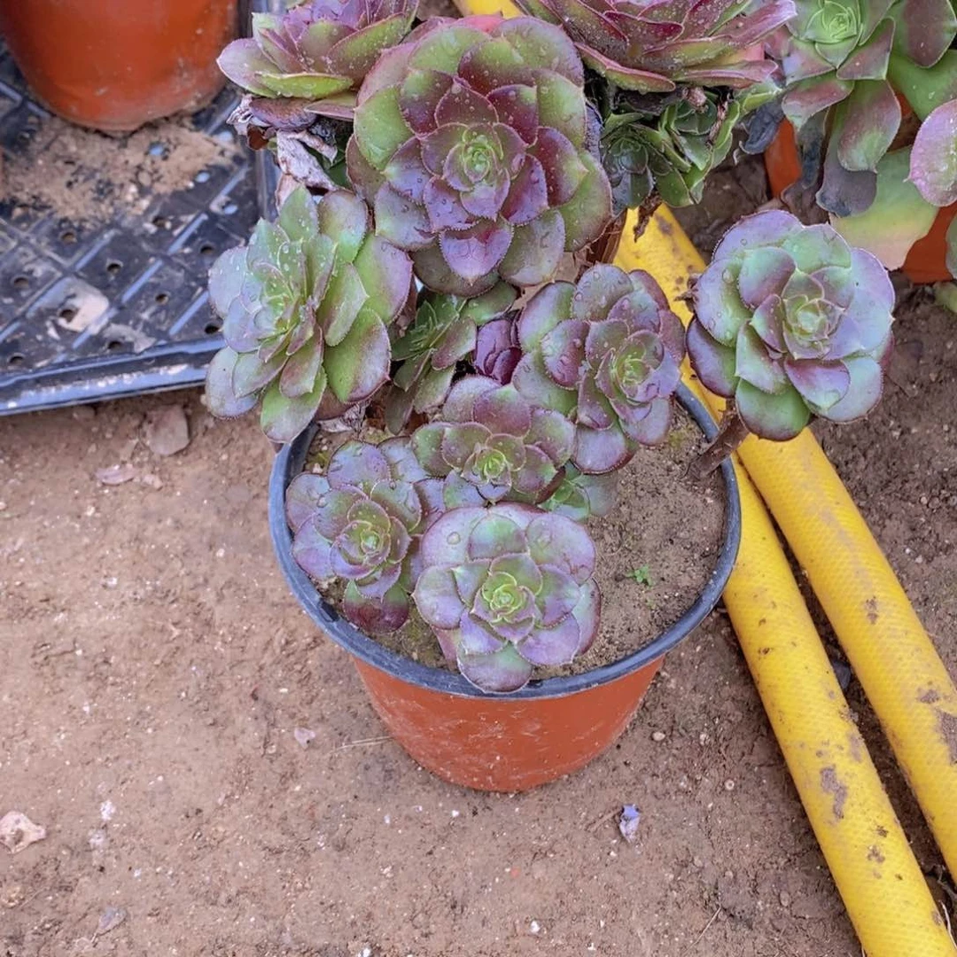 1692 号一物一拍多肉植物