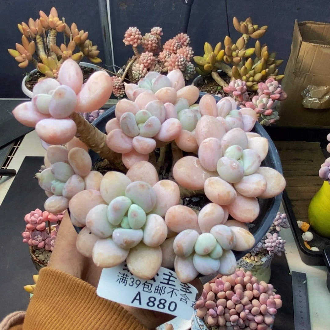 880橘子香水多肉9c m