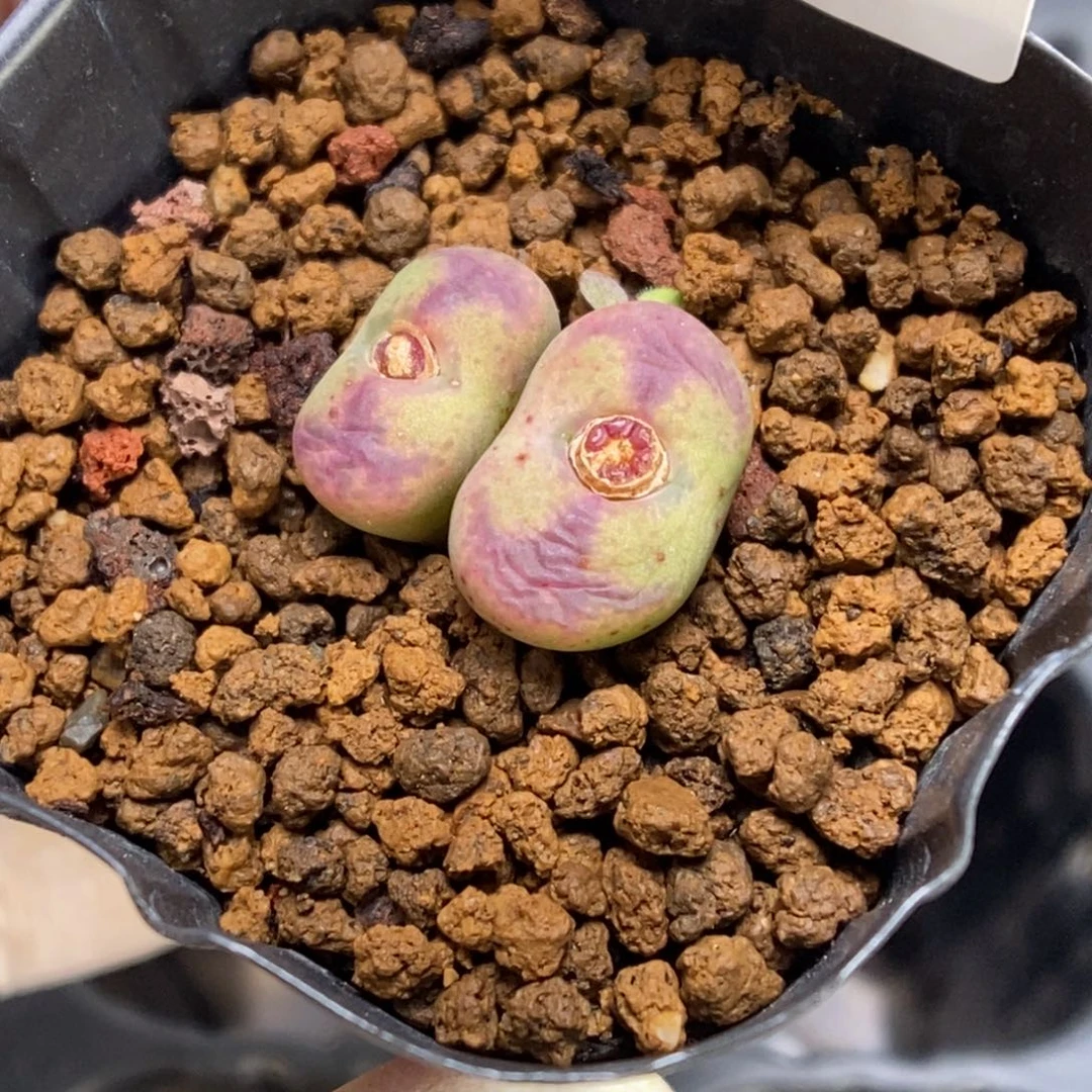 多肉植物肉锥杂交K-986