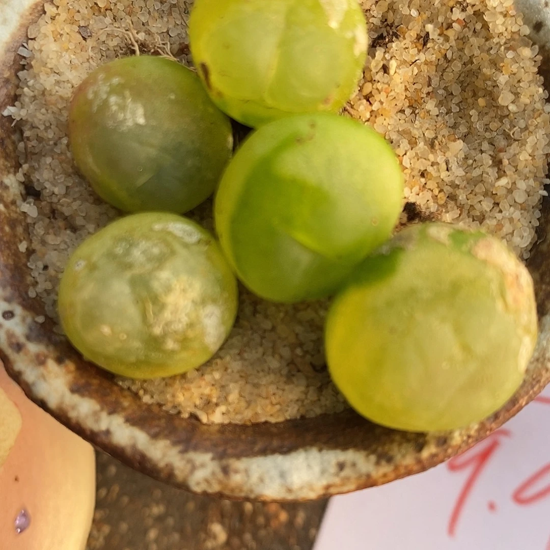 2417拉登有瑕疵一颗。