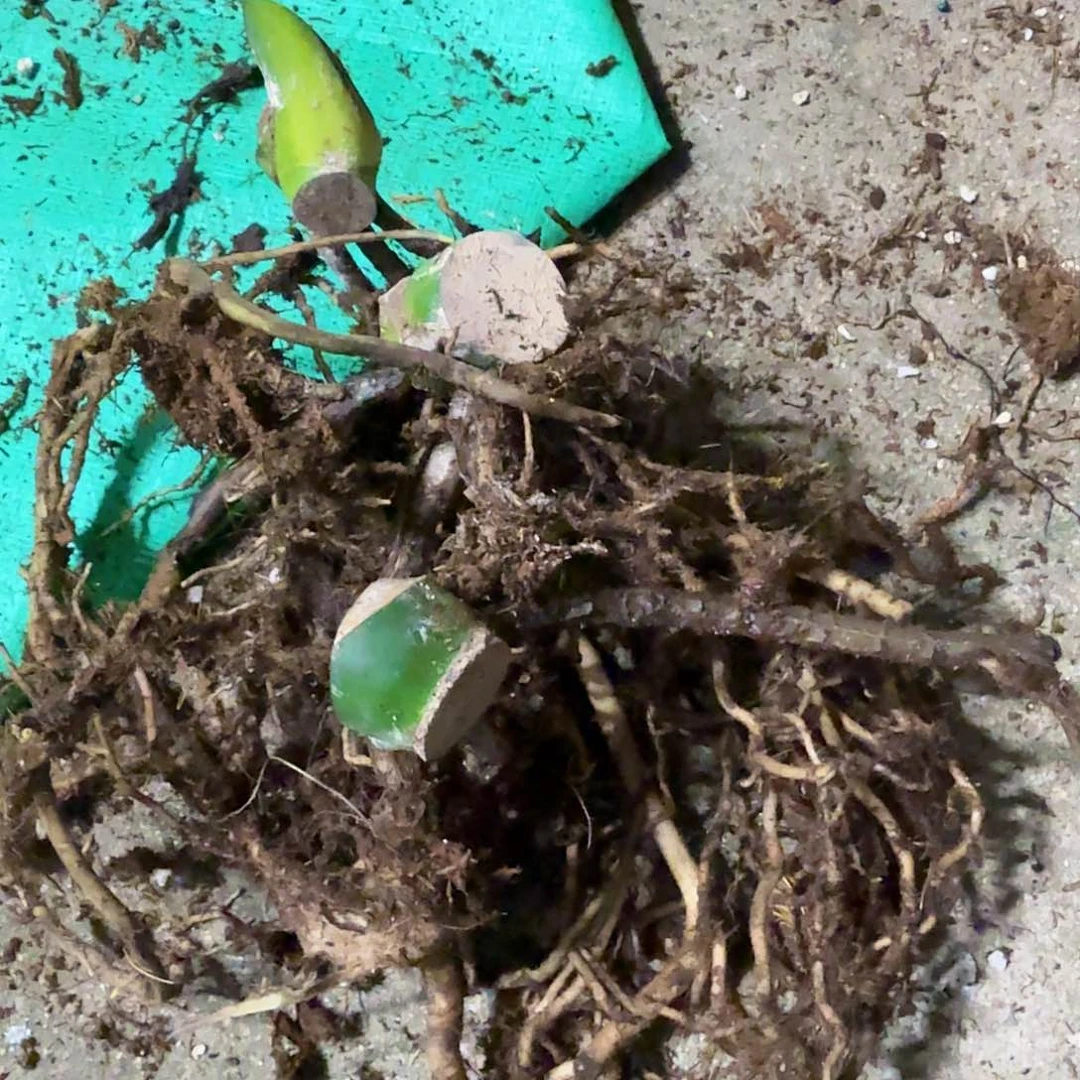 无花朵黄薄荷龟背竹一物一拍