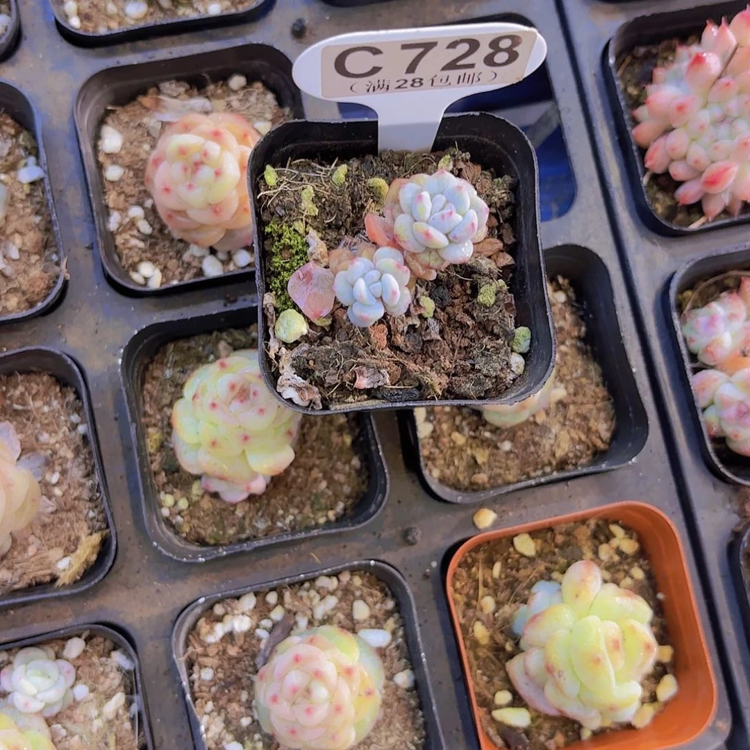 涵***媛C725星星橙一物一拍