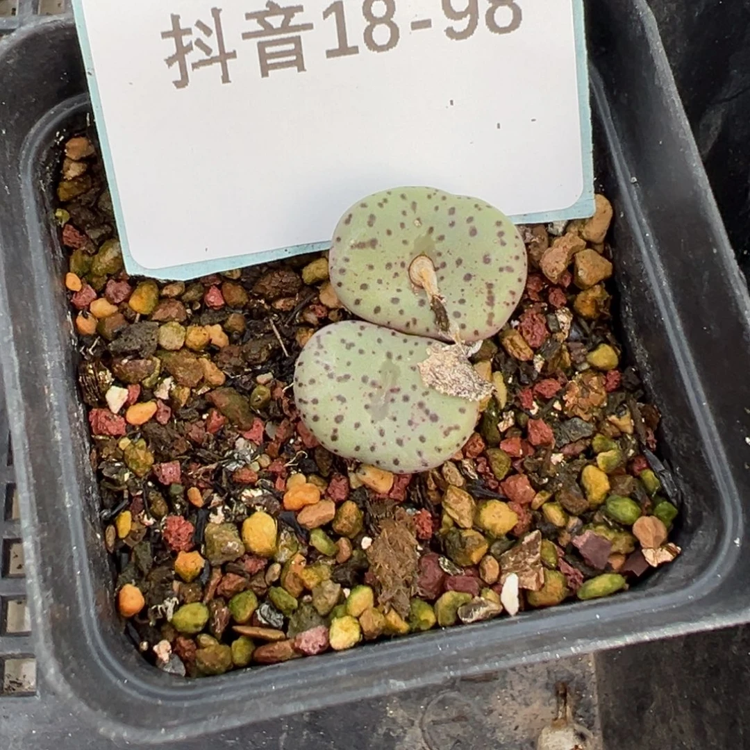 18-98肉锥多肉植物，