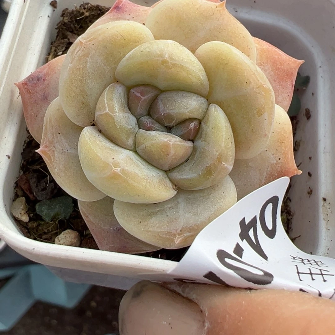 小卡拉米糖心一物一拍4-79