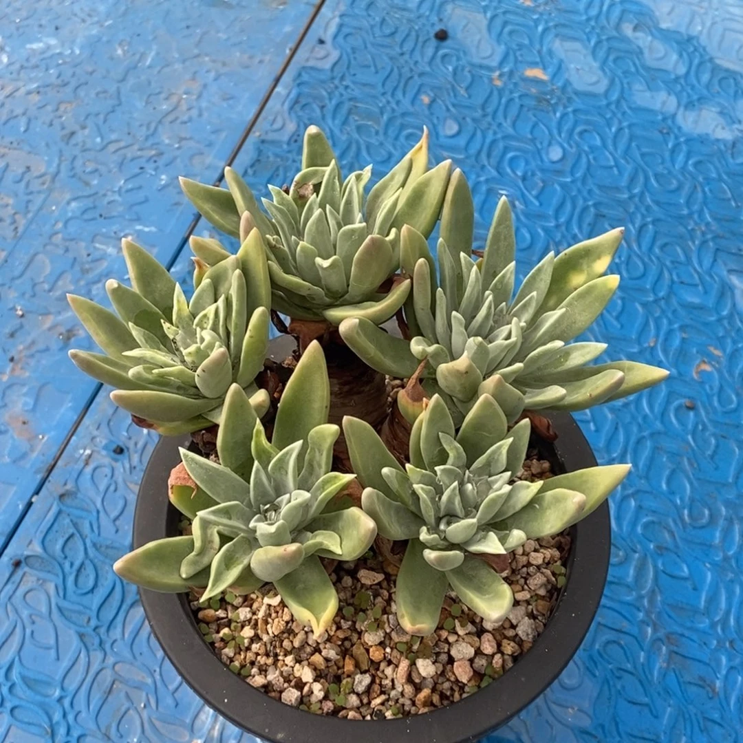 拇指苹果叶多肉植物