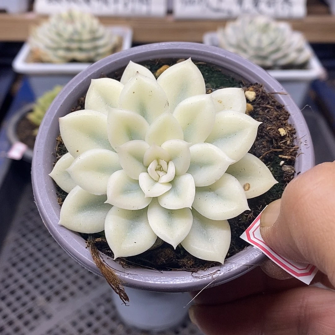1550 月亮仙子宽覆轮锦