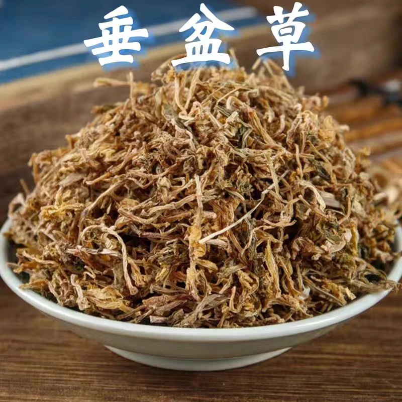 垂盆草正品100g-500克新货野生垂盆草精选无硫锤盆草狗牙草