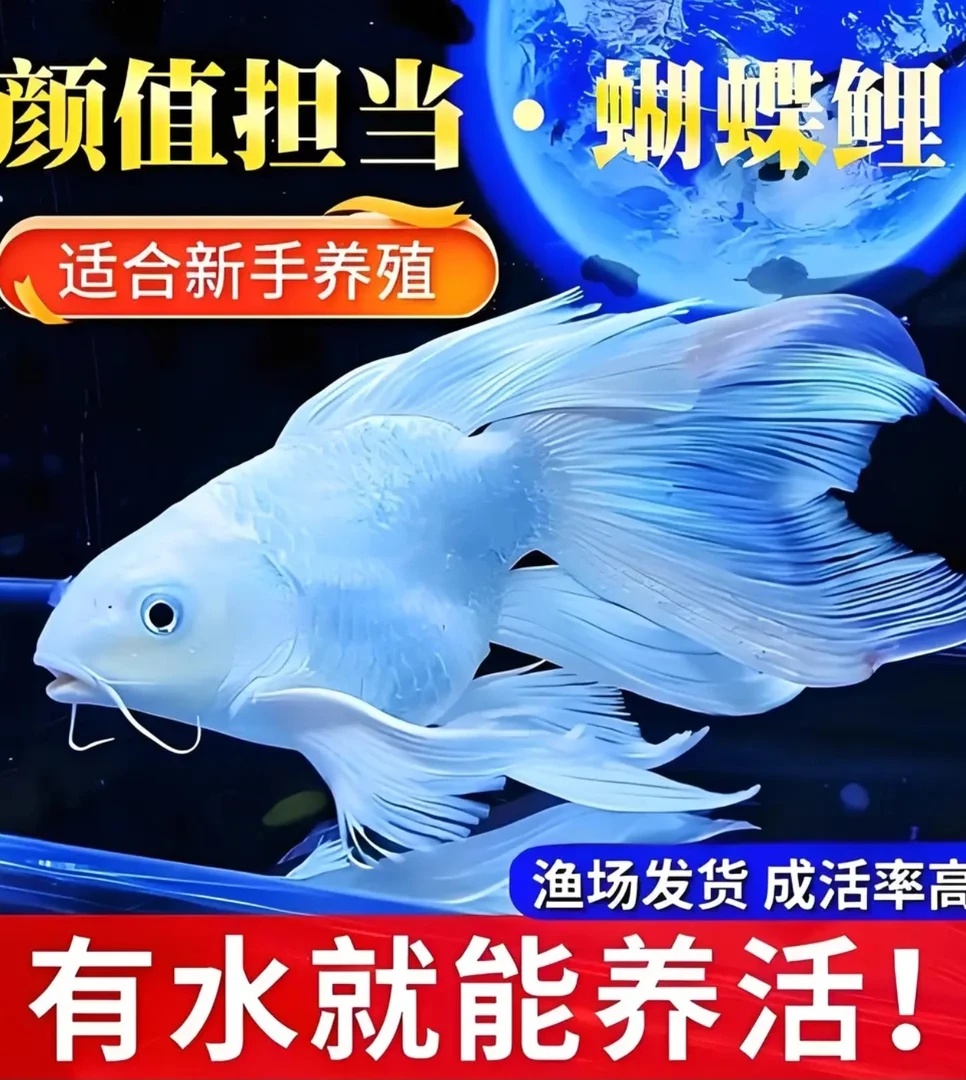 30公分精品蝴蝶鲤白球顺丰发货包邮包损粉丝赠精美鱼粮一份