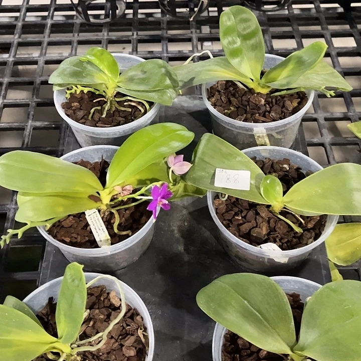 全部花苞188 叶黄烂根裸根发货任何理由都不售后