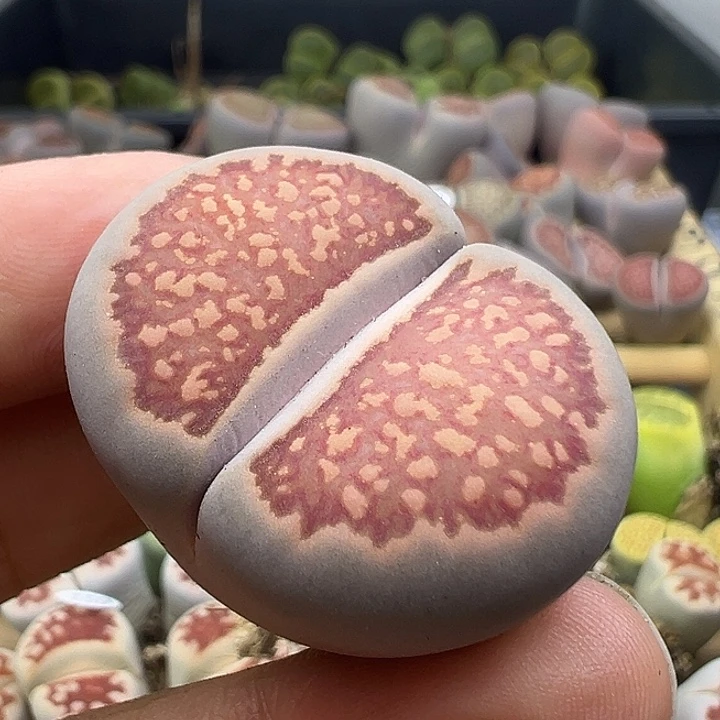 172美菊福利3.3li mi