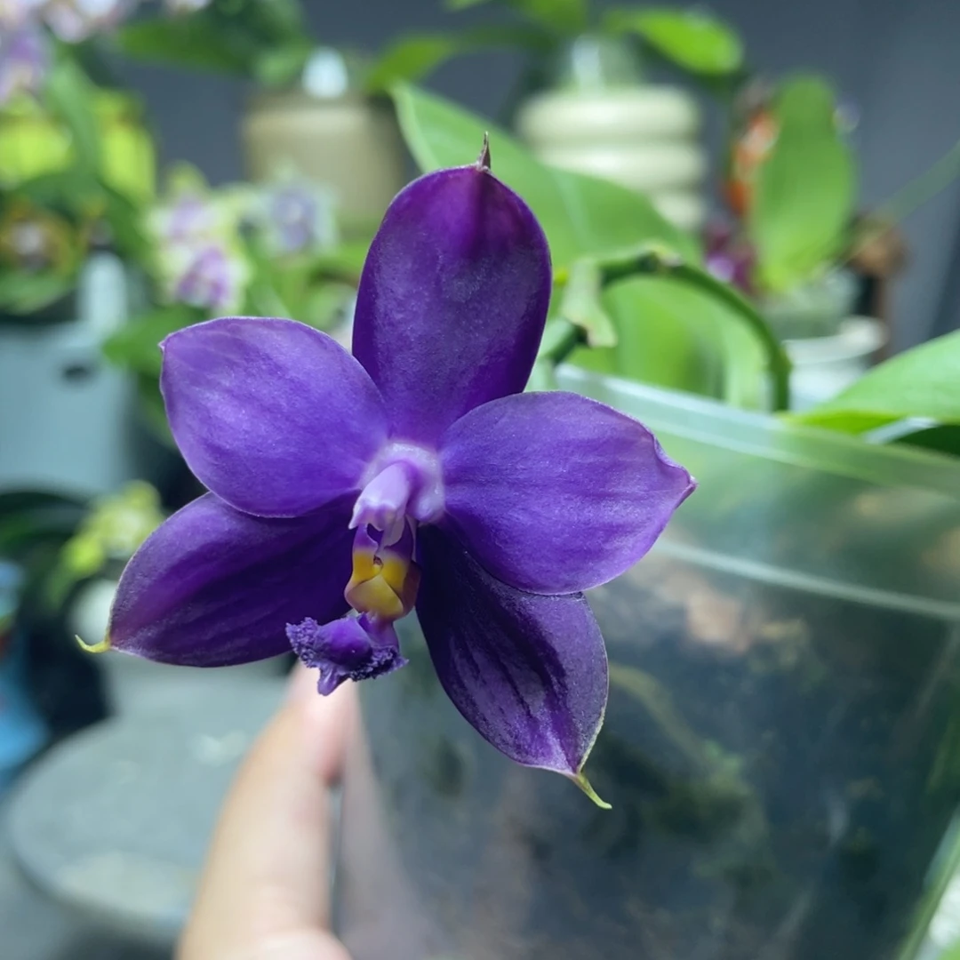 完全开放硬地狗兄弟交，4寸杯开花，根不多