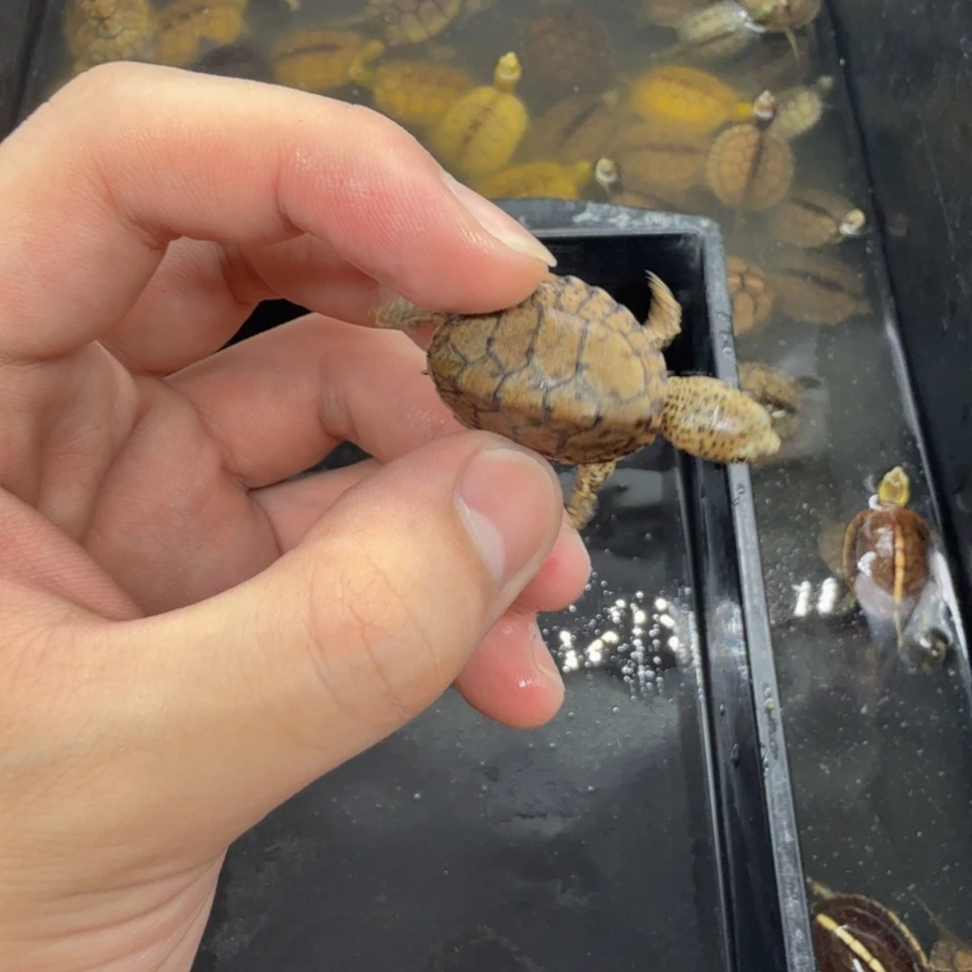 不分公母宠物龟剃刀