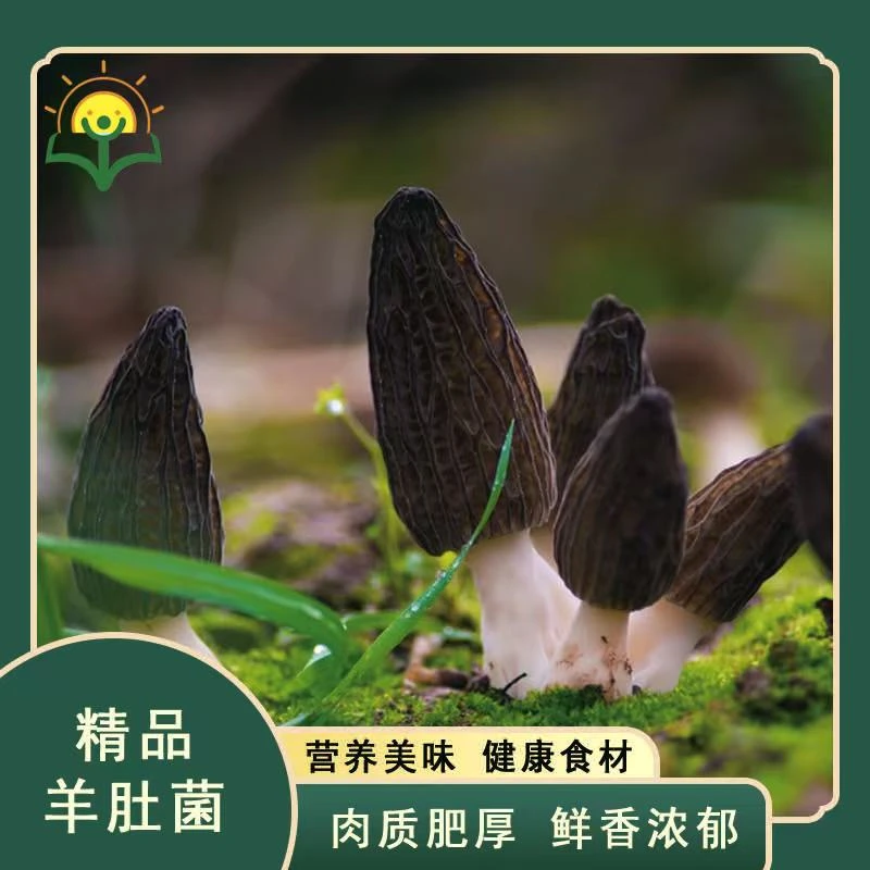 羊肚菌精品头茬煲汤食材现采产地直发肉质肥厚