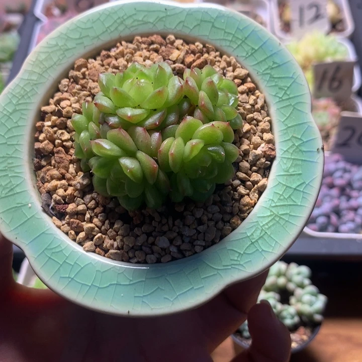 精控灯泡珍妮多肉