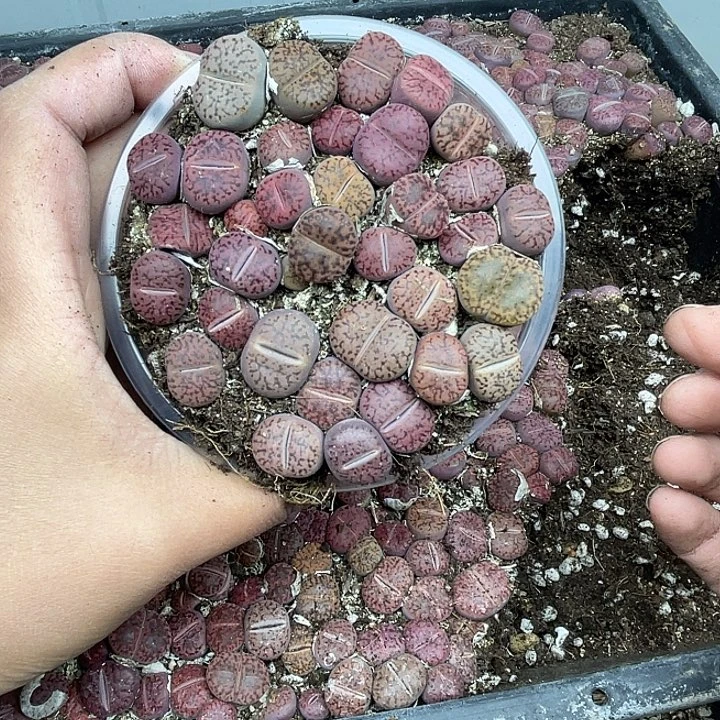 270来咯来咯摸摸下午