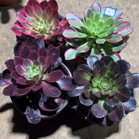 943多肉植物组合