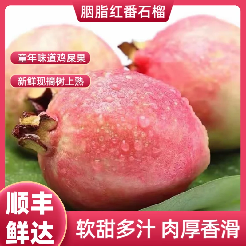 广州增城胭脂红番石榴鸡屎果软滑香甜儿时经典味道顺丰包邮
