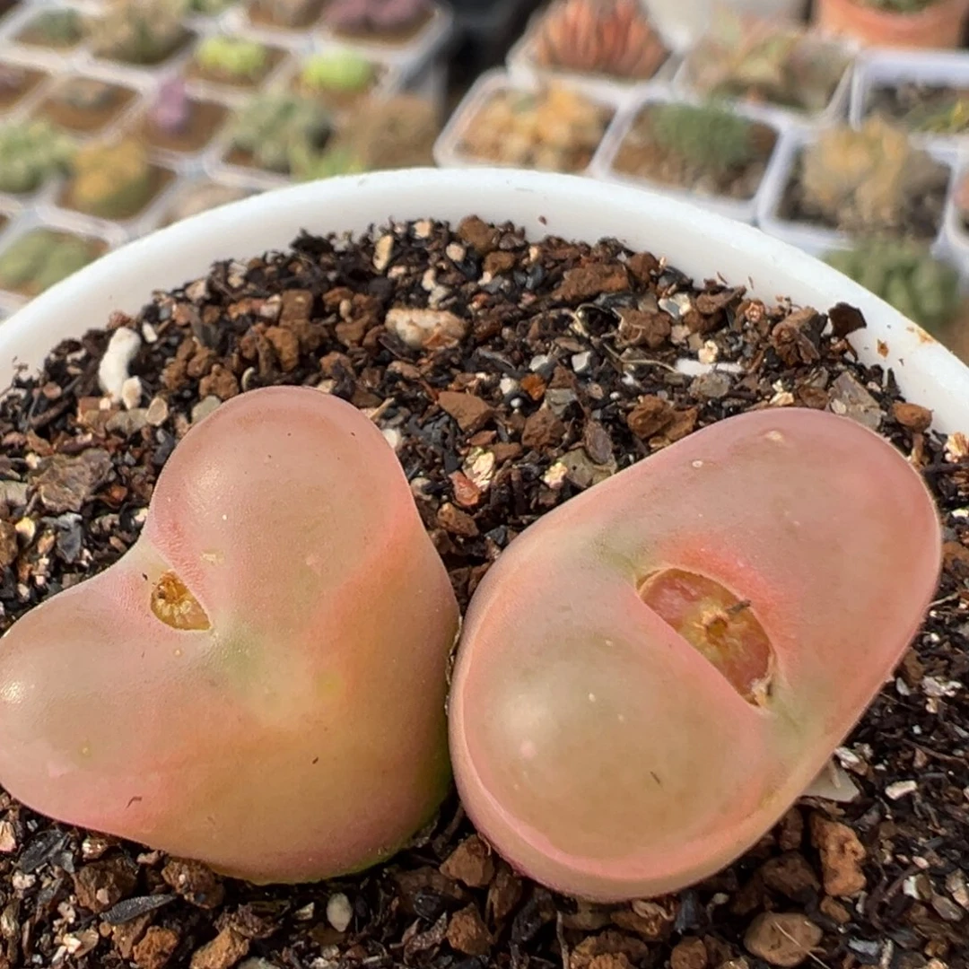 114多肉植物百科植物