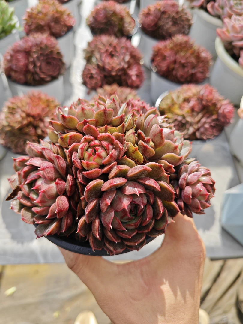 精控群生玫瑰夫人    11多肉