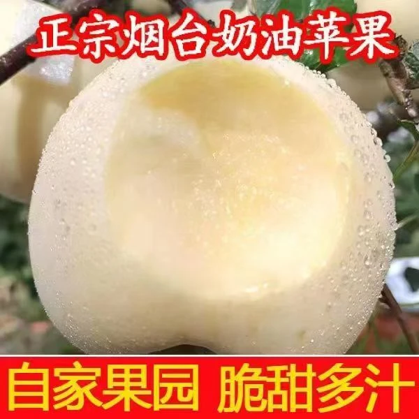 2025年新果上市头茬精品山东烟台栖霞奶油富士苹果应季水果