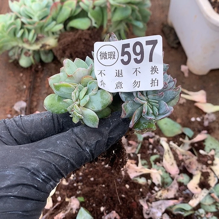 白***林白凤缀化 微瑕 597 9月27号左右发